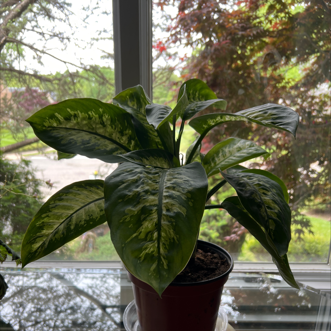 Dumbcane Tropic Snow plant in a pot near a window with vibrant green variegated leaves.