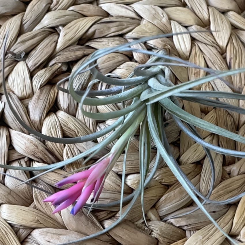 Aeranthos Air Plant with pink and purple flower on woven surface.