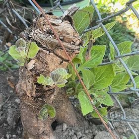 Photo of the plant species Asian Bittersweet by @DistinctRedsage named Curie on Greg, the plant care app