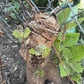 Photo of the plant species Asian Bittersweet by @DistinctRedsage named Clooney on Greg, the plant care app