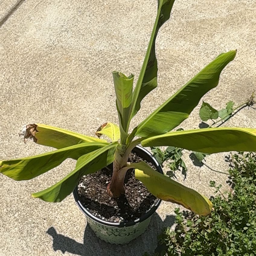 Photo of the plant species Banana Tree by @DistinctRedsage named Forrest on Greg, the plant care app