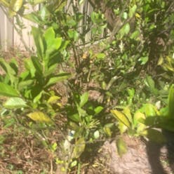 Cape Jasmine plant