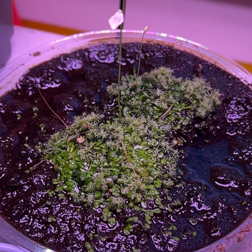 Photo of the plant species Bladderwort by @JesterPlants named Rainier on Greg, the plant care app