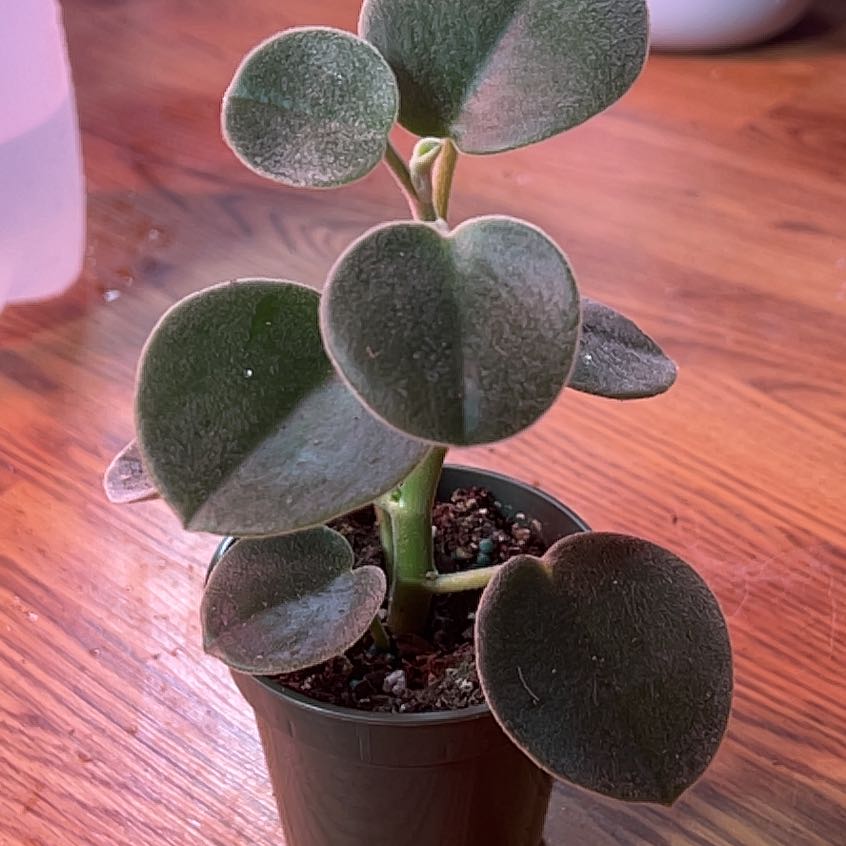Felted Peperomia plant in a small pot with healthy, thick leaves.
