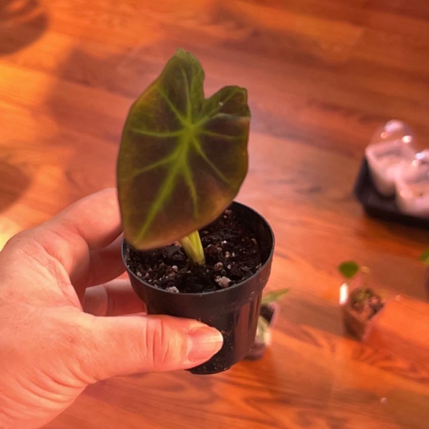 Colocasia 'Black Beauty' plant in a black pot held by a hand, with visible soil.