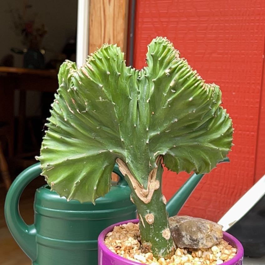 Plant care for Cereus on Greg, the plant care app