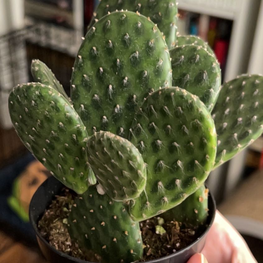 Photo of the plant species Assorted Opuntia by @PrincessPersia named Rihanna on Greg, the plant care app