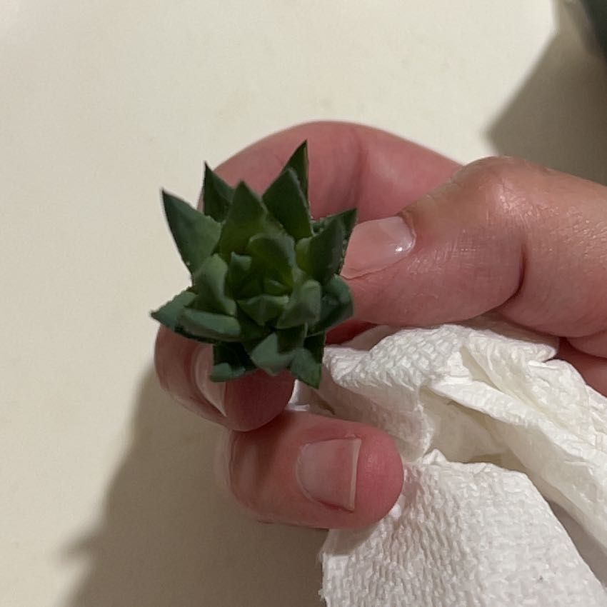 Photo of the plant species Haworthia glauca var. herrei by @BullishCardoon named Forrest on Greg, the plant care app