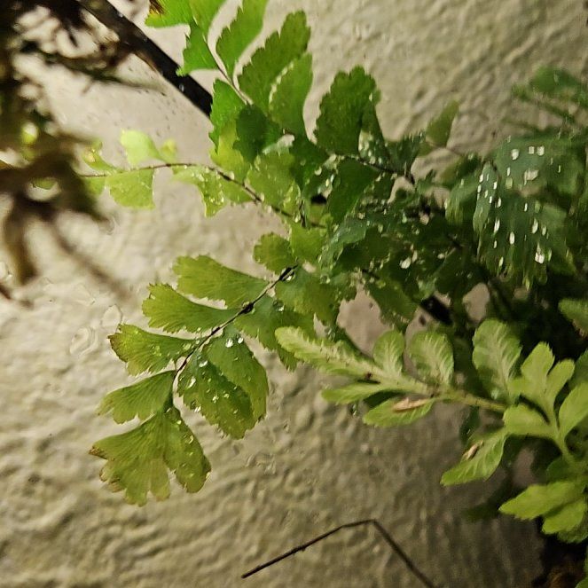 Photo of the plant species Knudsen's Birdnest Fern by @SavvyHornwort named Sproutacus on Greg, the plant care app