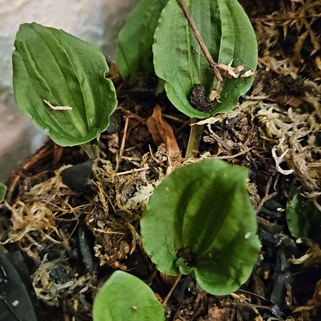 Photo of the plant species Fairy Slipper Orchid by @SavvyHornwort named Sir plantsalot on Greg, the plant care app