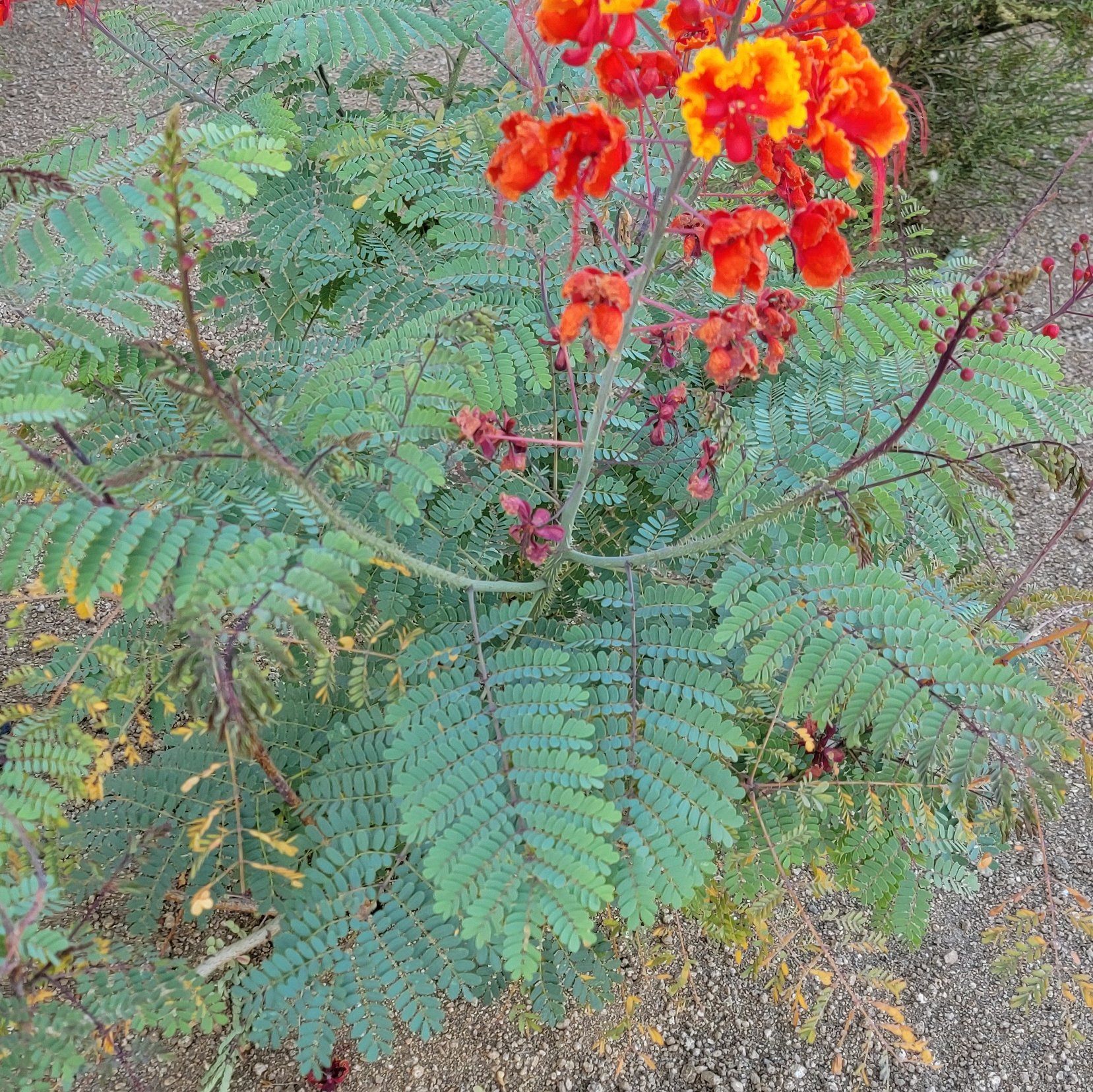 Dwarf Poinciana plant with red and yellow flowers, some yellowing and browning leaves.