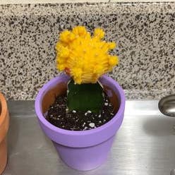 Moon Cactus plant
