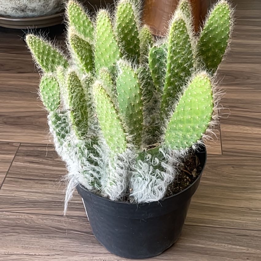 Photo of the plant species optunia cactus by @HopefulSeamango named Aegon on Greg, the plant care app