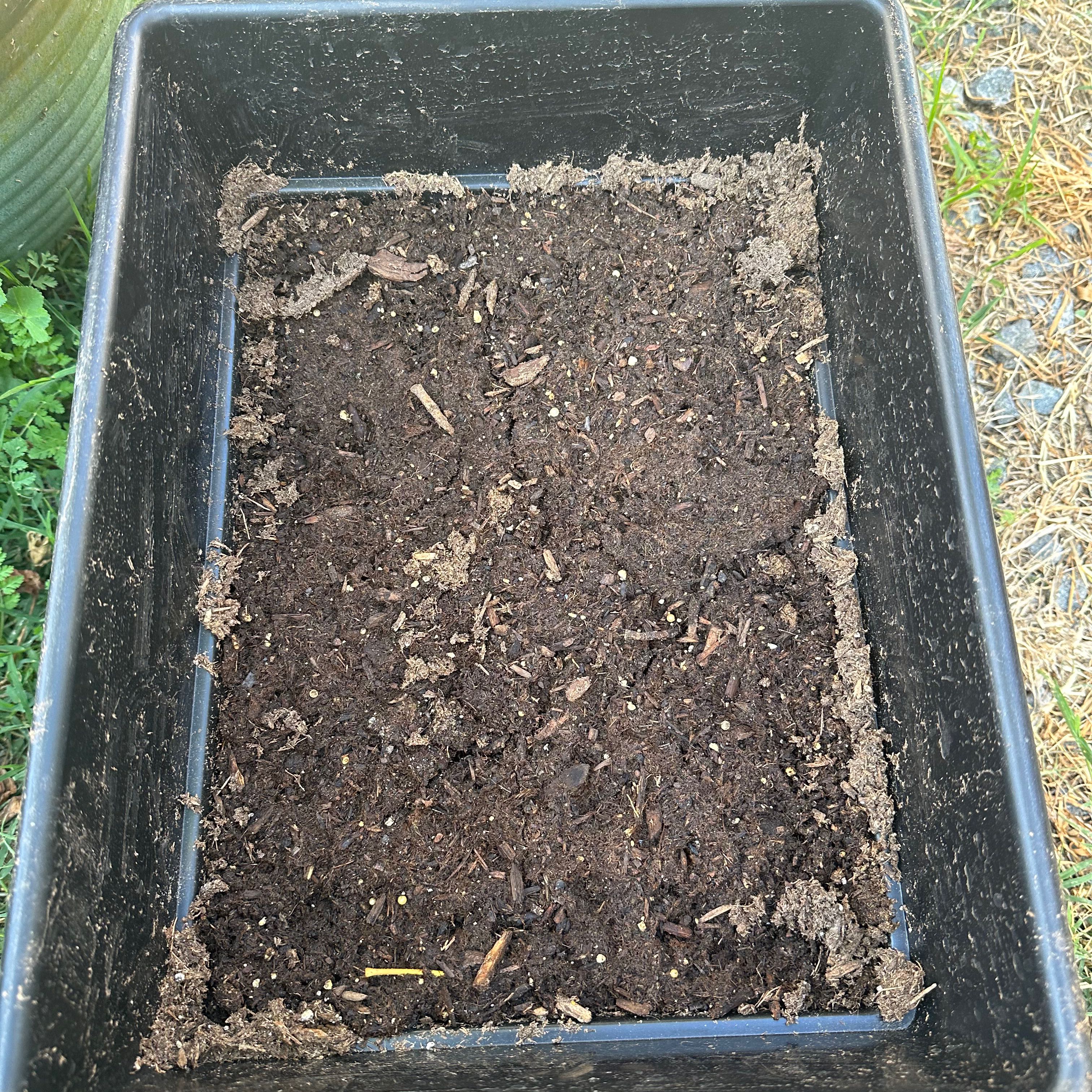 Photo of the plant species Ranunculus by @DeftSkypilot named Orwell on Greg, the plant care app