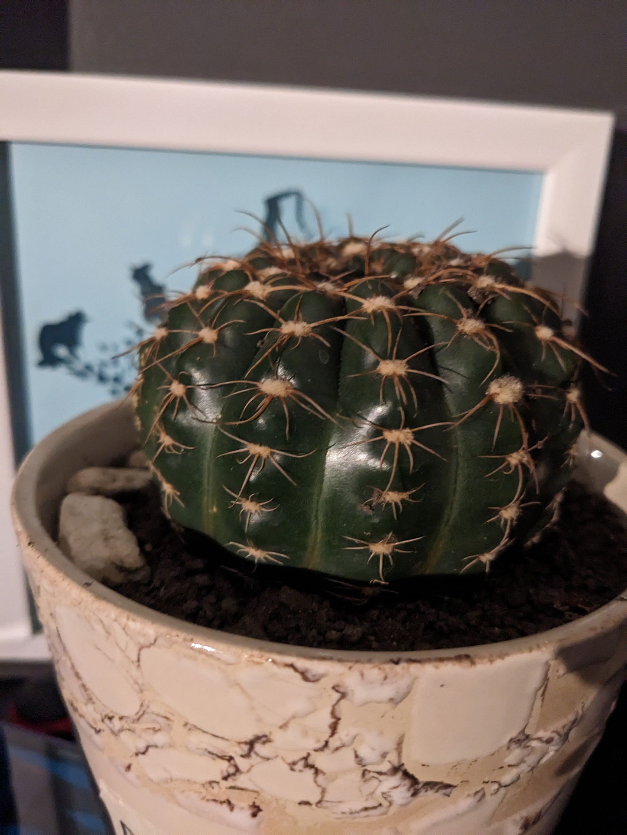 Photo of the plant species Parodia ottonis by @StarSeaspurge named Dave on Greg, the plant care app