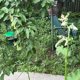 Photo of the plant species Garden Rhubarb by @AvidScallions named Keanu Leaves on Greg, the plant care app