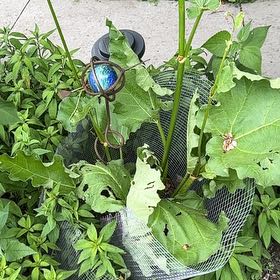 Photo of the plant species Garden Rhubarb by @AvidScallions named Maya on Greg, the plant care app