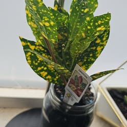 Gold Dust Croton plant