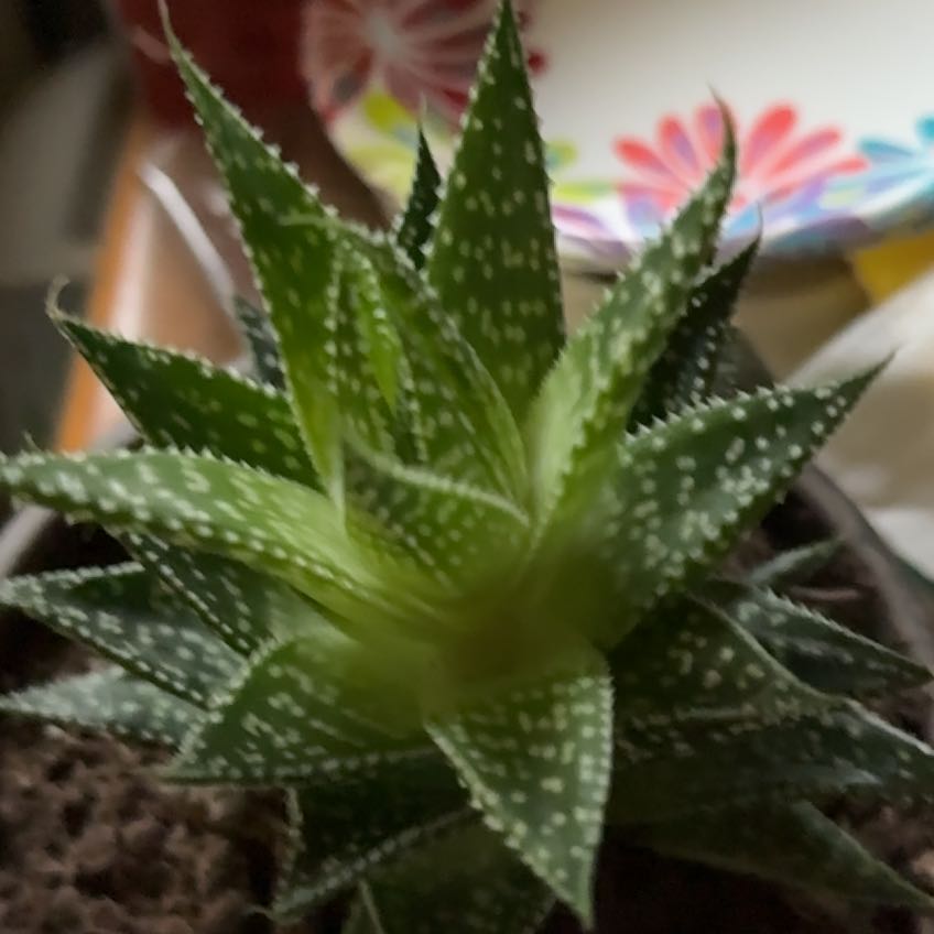 Photo of the plant species Aloe Gasteria Durban by @ProudlyHope named Hamilton on Greg, the plant care app