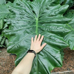 Giant Taro plant