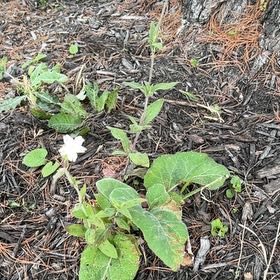 Photo of the plant species Bladder Campion by @LovelyBluesage named Nemo on Greg, the plant care app