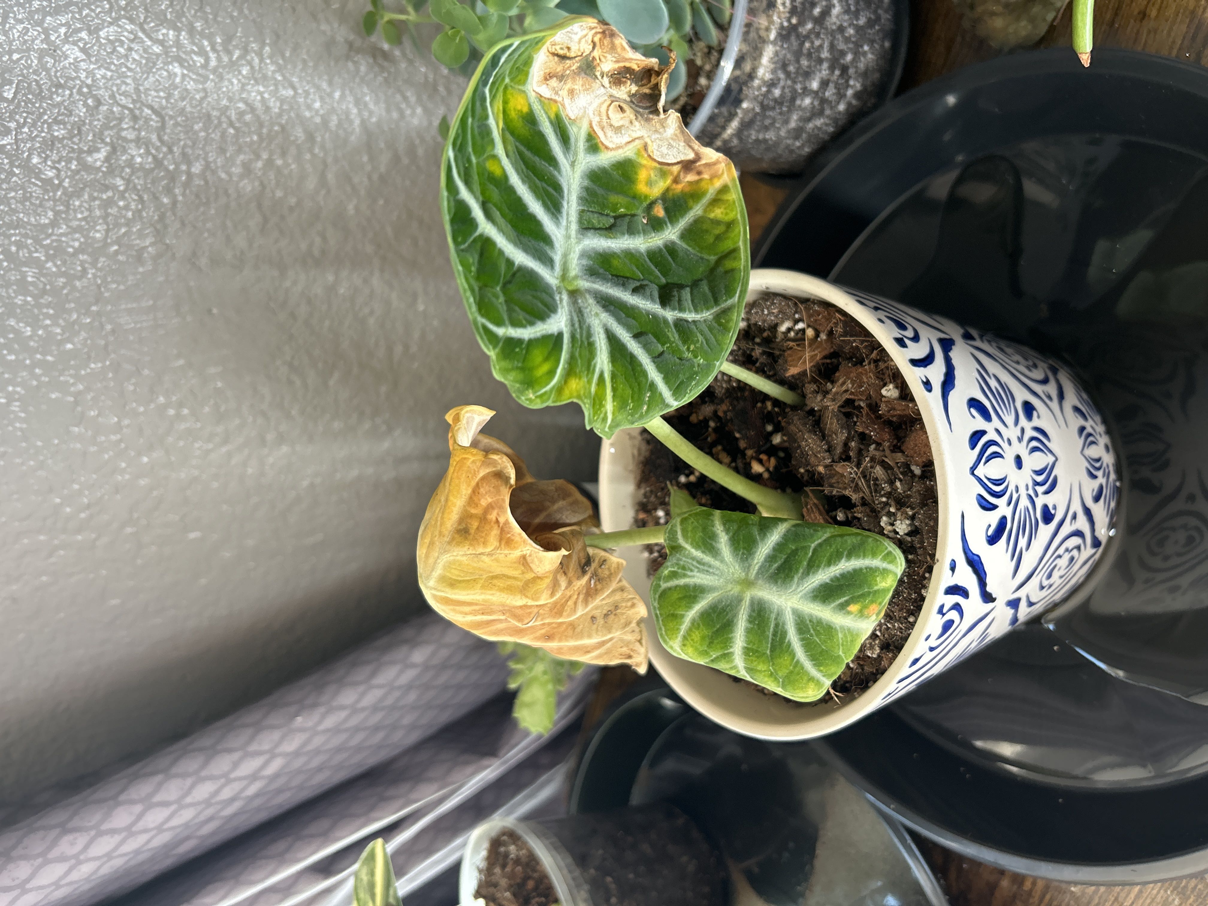 Photo from the post