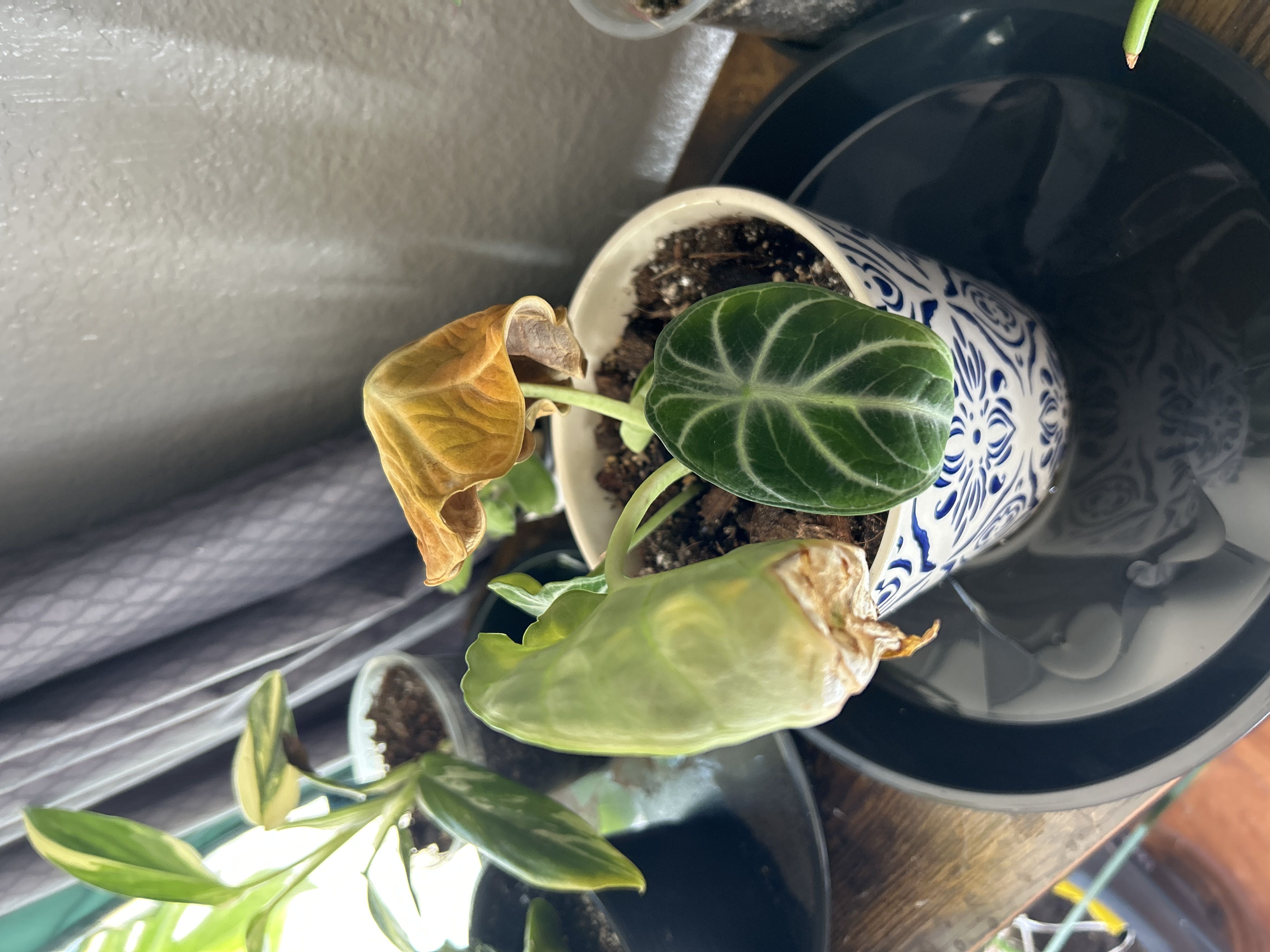 Photo from the post