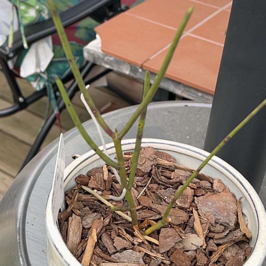 Vanda orchid with green stems in a bark-based growing medium.