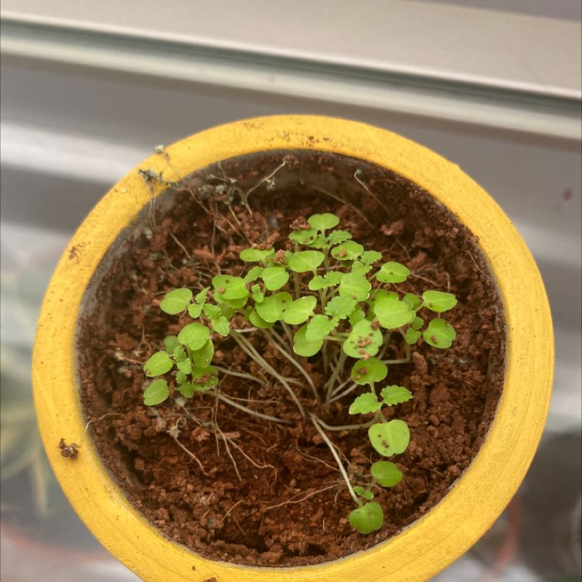 Small Lemon Balm plant in a yellow pot with dry soil.