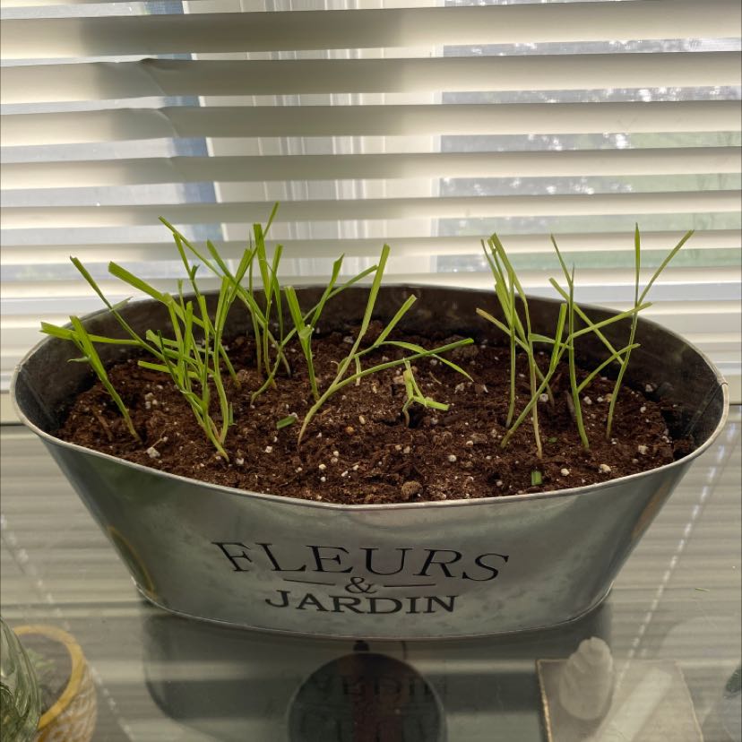 Young wheatgrass shoots growing in a labeled container with visible soil.