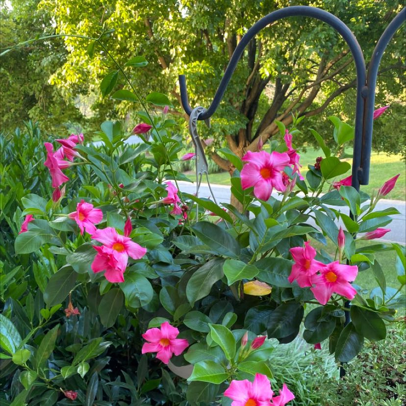 Brazilian Jasmine plant with vibrant pink flowers and lush green leaves.