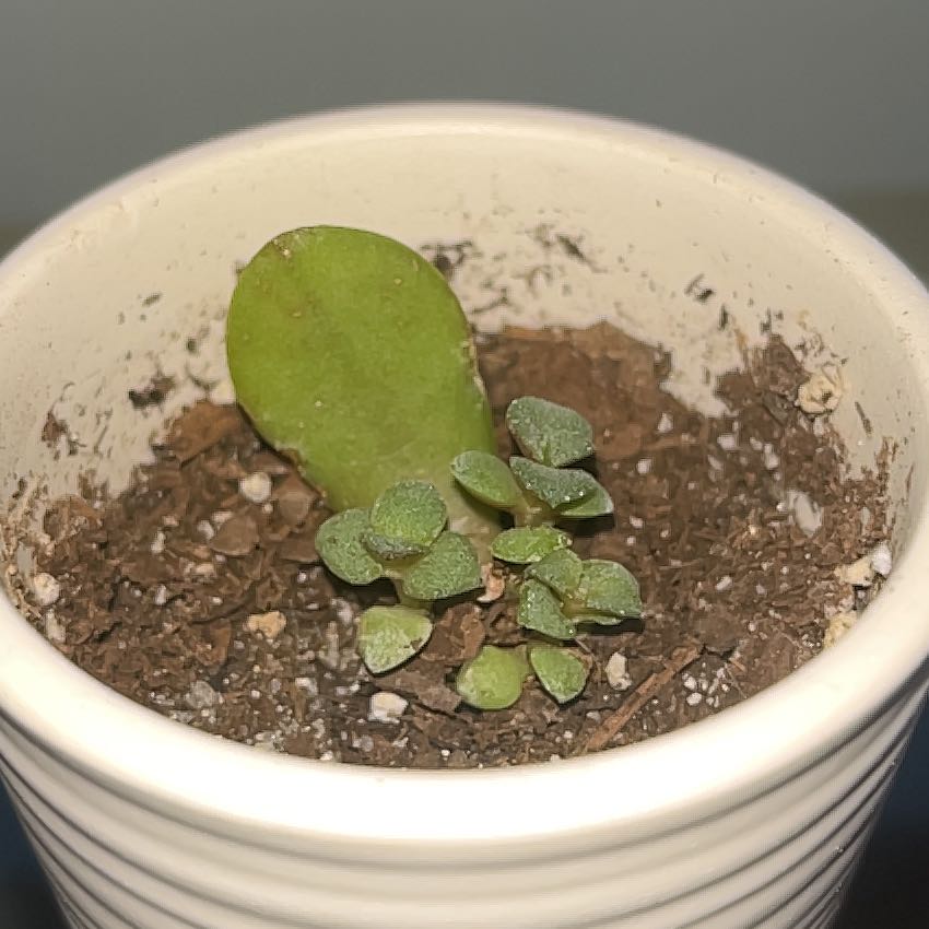 Potted Sweetheart Hoya plant with a large heart-shaped leaf and smaller leaves in a ceramic pot.