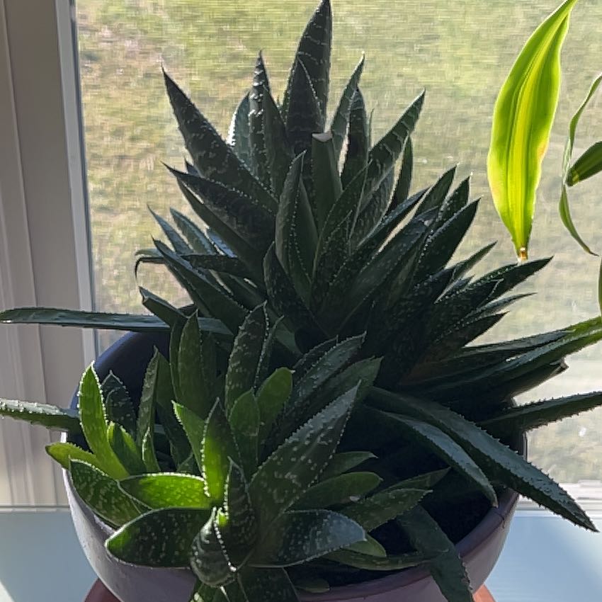 Healthy Gasteria ox tongue succulent plant with spotted thick green leaves in a pot on a window sill.