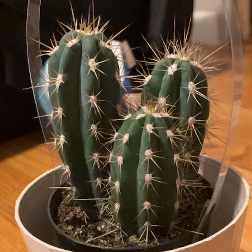 Toothpick Cactus with multiple stems in a pot, appearing healthy.