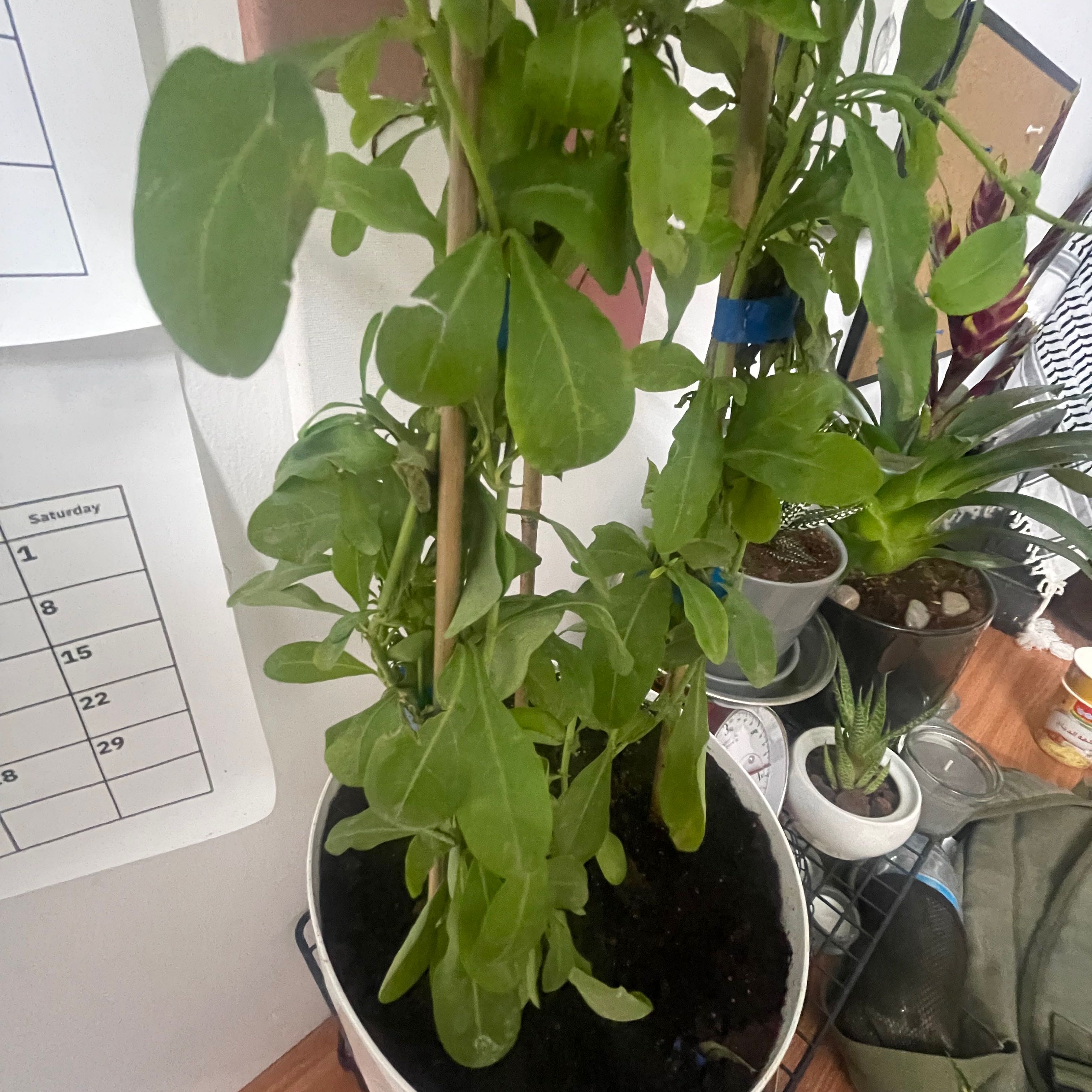 Photo of the plant species Blue Jasmine by @TruthfulSedum named Stella on Greg, the plant care app