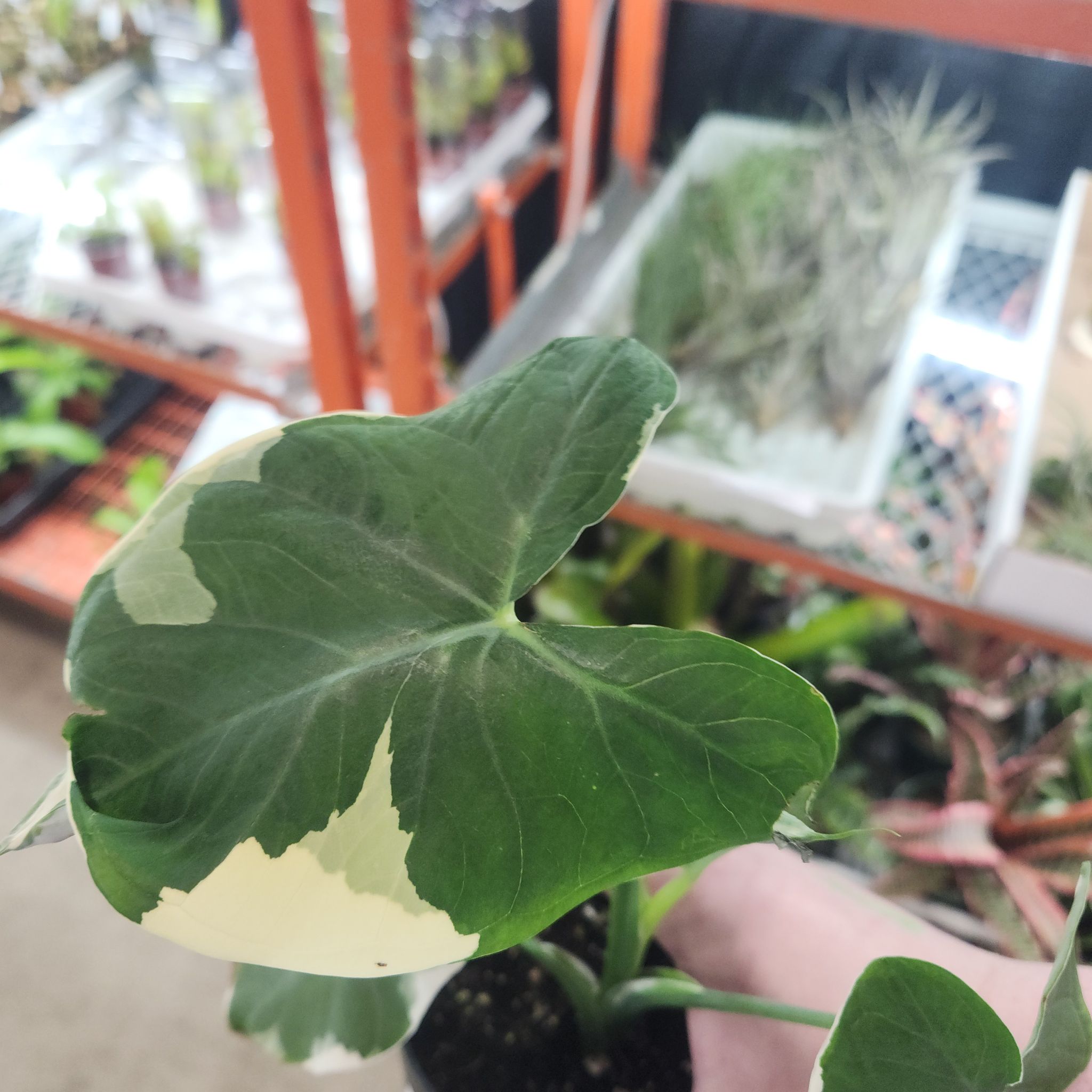 Mickey Mouse Taro plant with variegated leaves held by a hand, other plants in the background.
