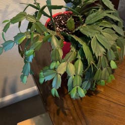 False Christmas Cactus plant