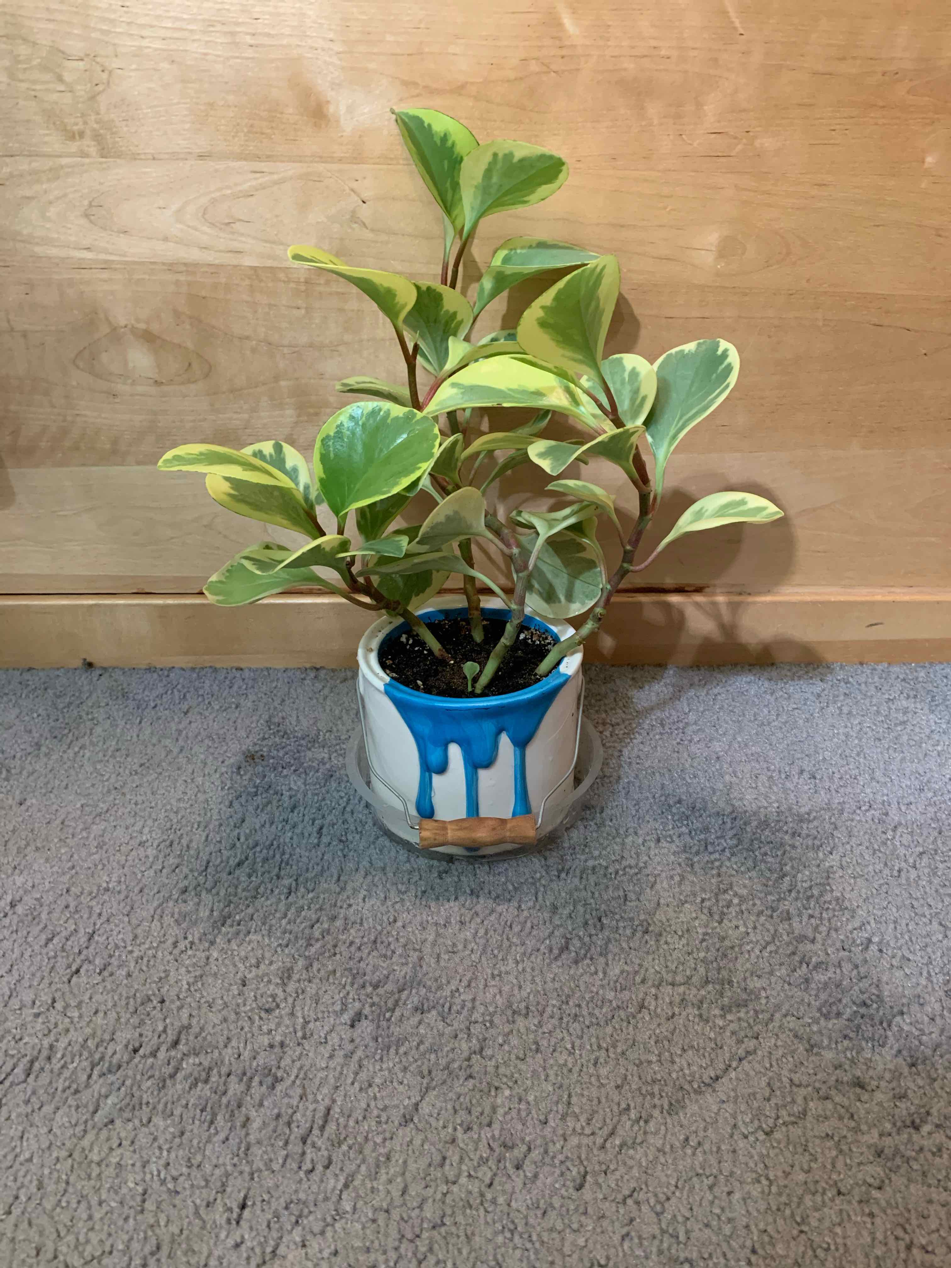 Variegated Baby Rubber Plant in a decorative pot on a carpeted floor.