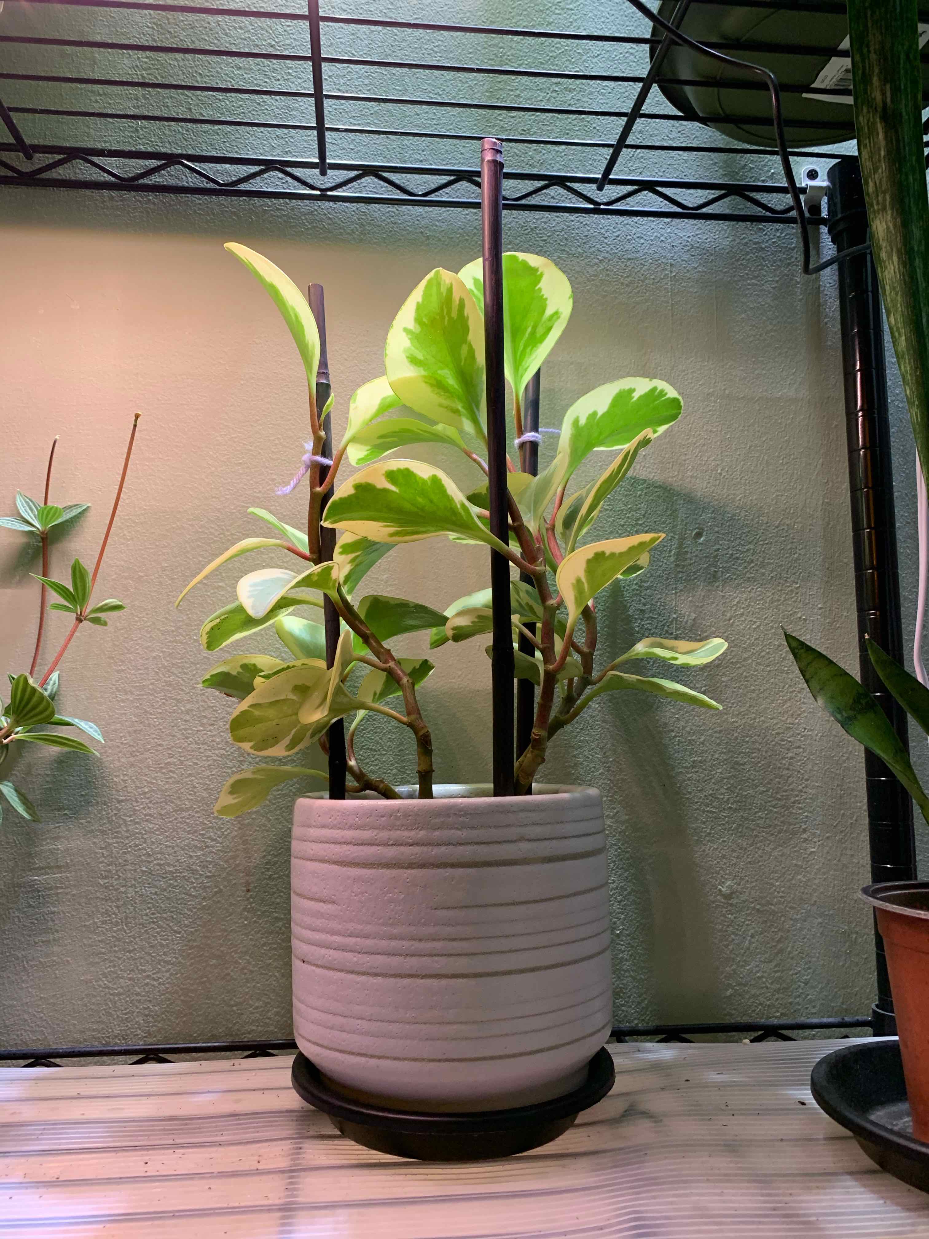 Variegated Baby Rubber Plant in a pot with stakes, healthy variegated leaves.