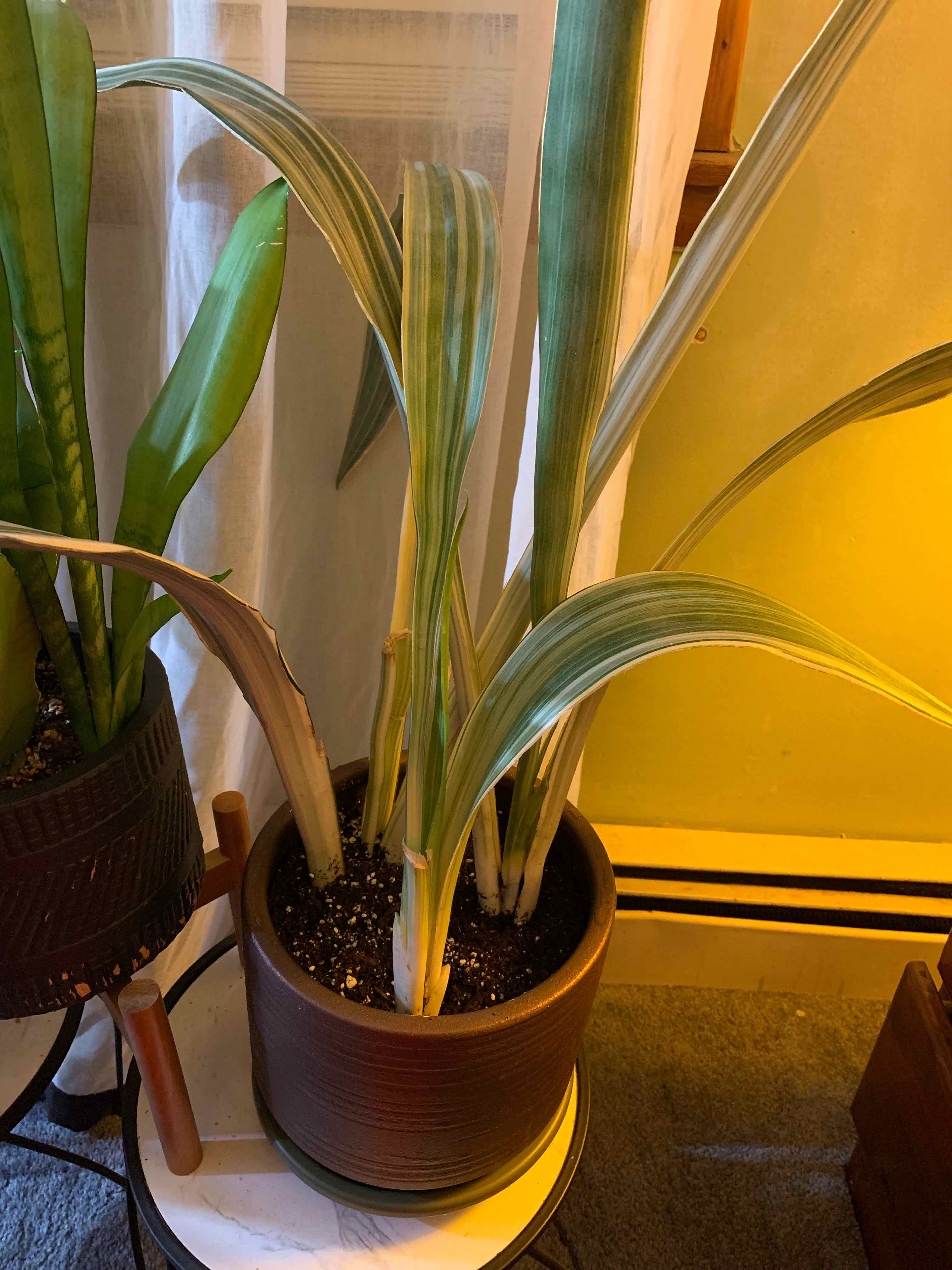Metallica Snake Plant with variegated leaves in a pot, showing some yellowing and browning.
