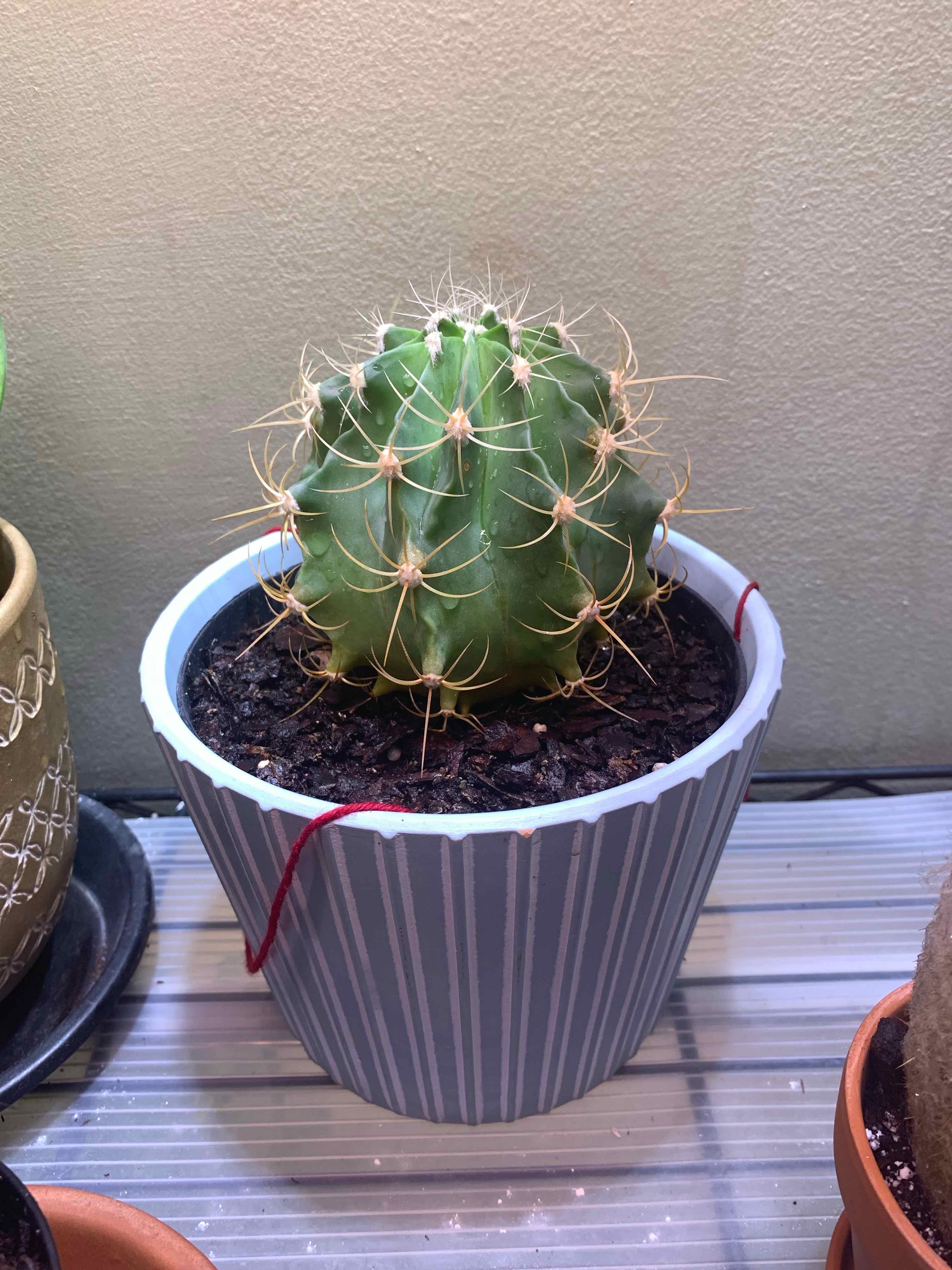 Sonora Barrel cactus in a pot with visible soil, well-framed and in focus.
