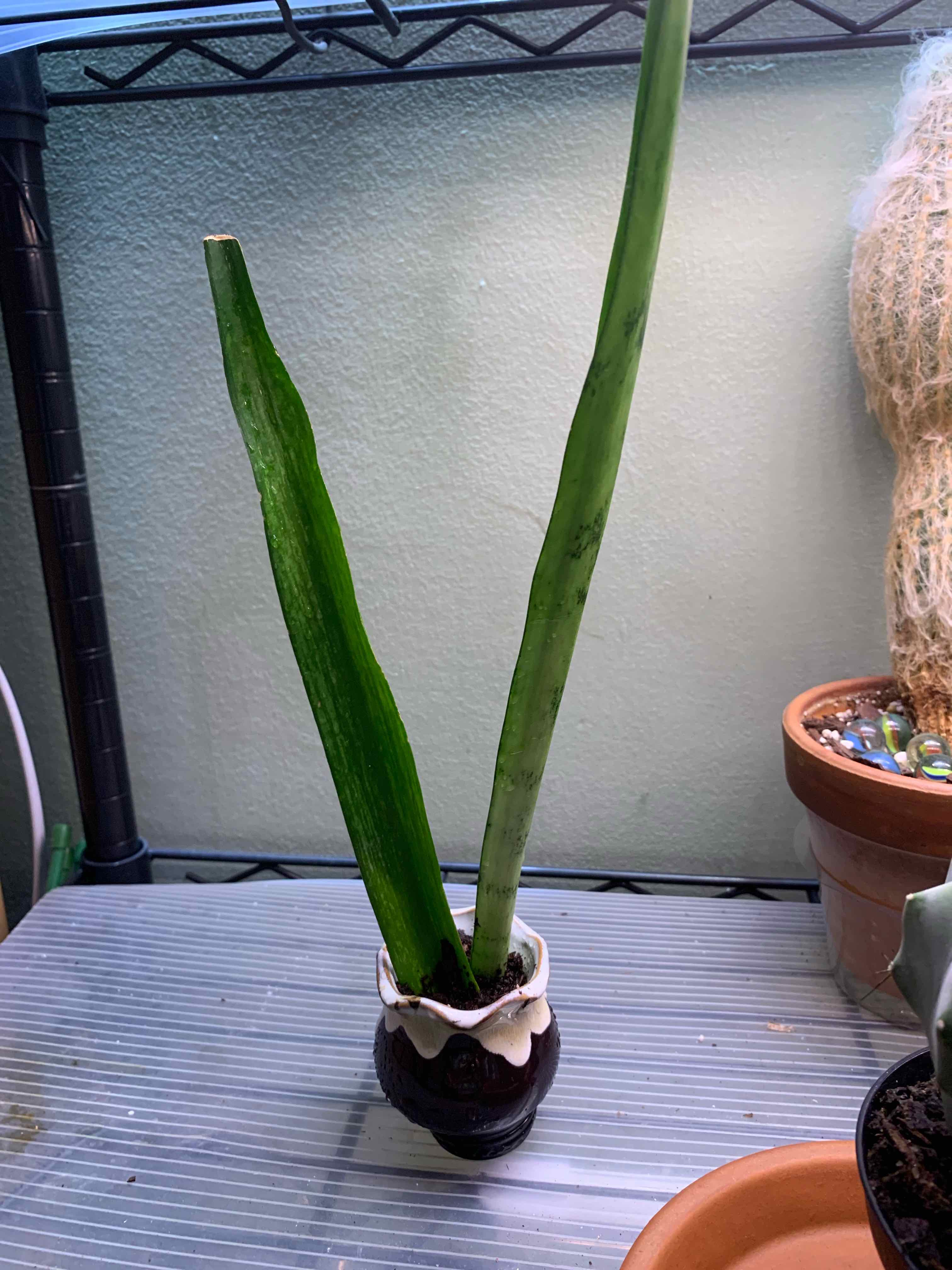 Zeylanica Snake Plant in a small pot with two tall leaves, one healthy and one discolored.