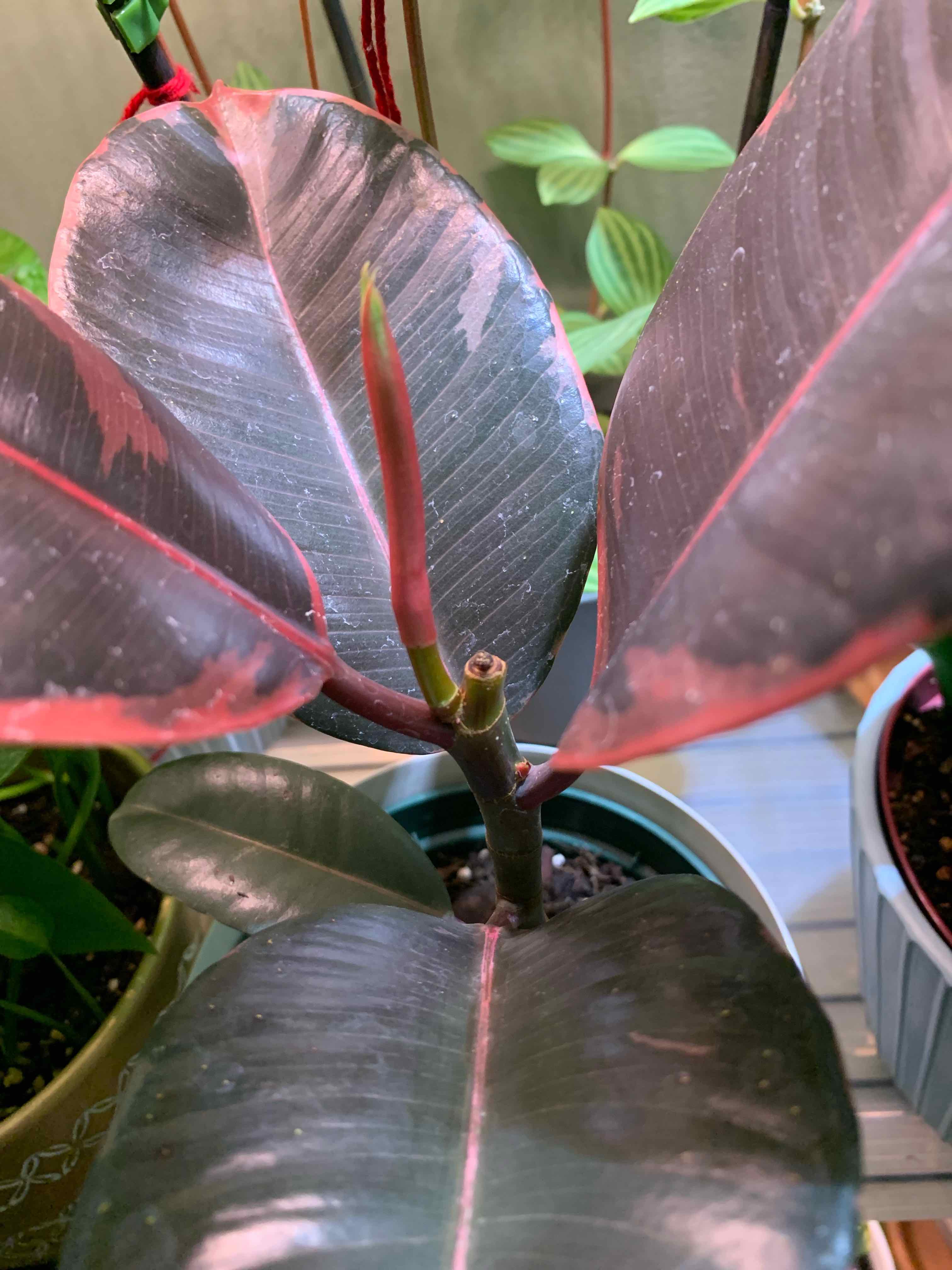 Rubber Plant 'Belize' with dark green leaves and pinkish-red edges in a pot, well-framed and in focus.