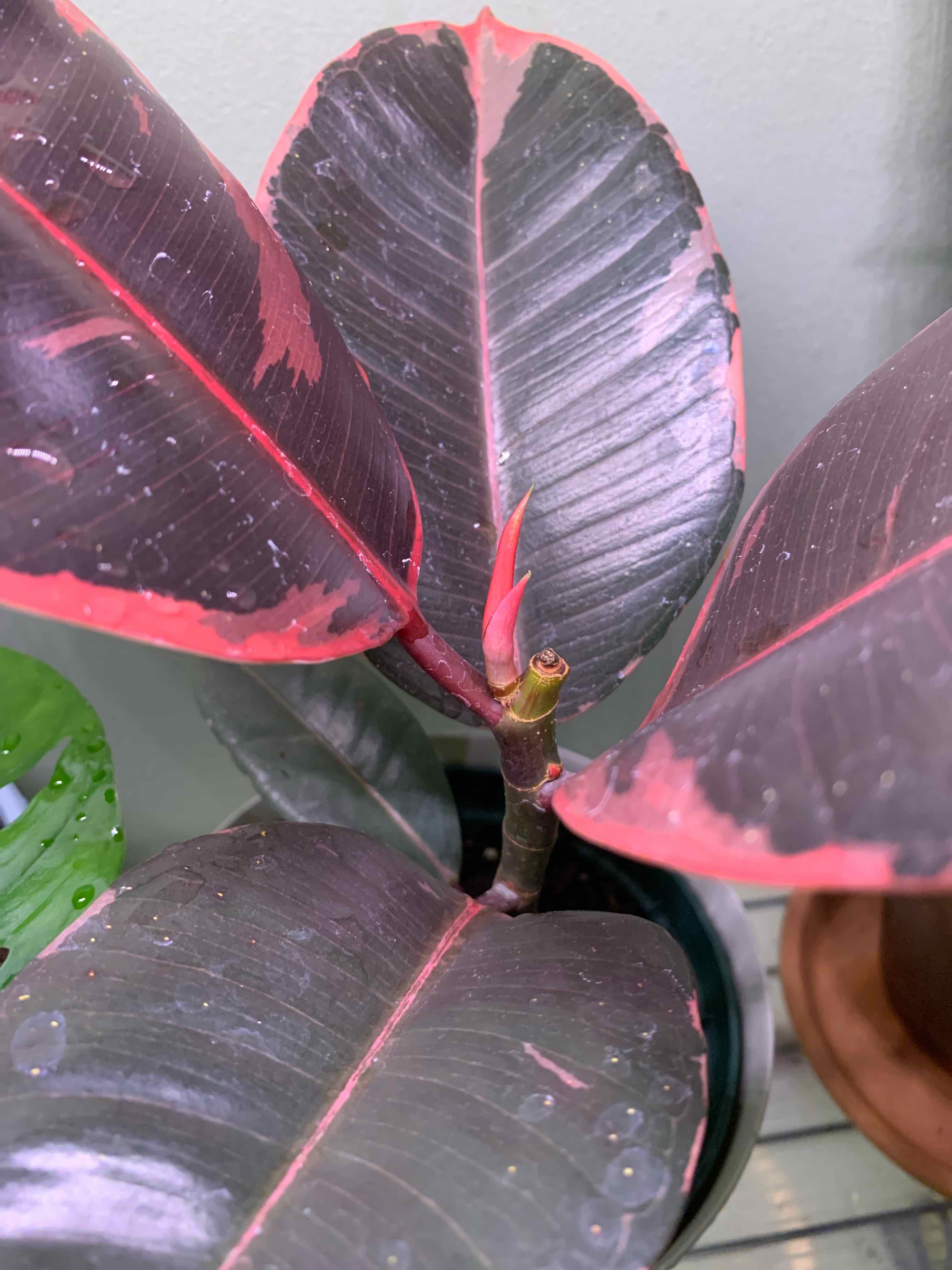 Rubber Plant 'Belize' with dark green leaves edged in pink, appearing healthy.