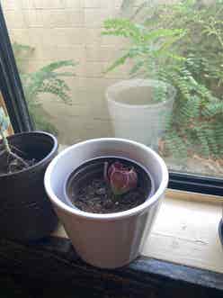Tree Aeonium plant