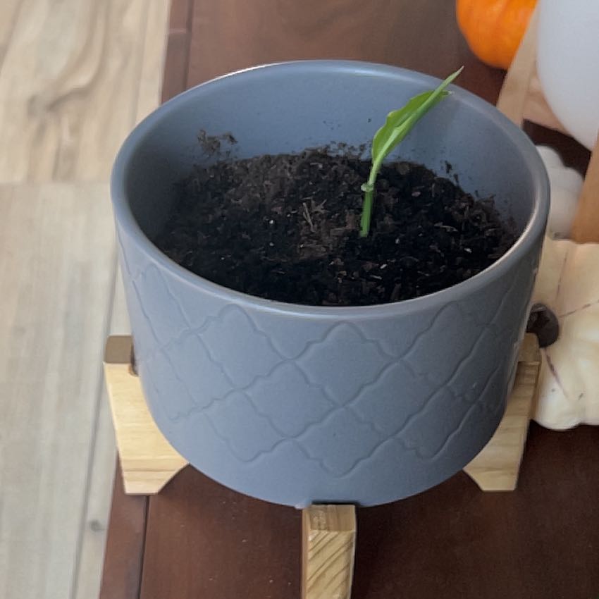 Young ginger root plant in a gray pot with visible soil.