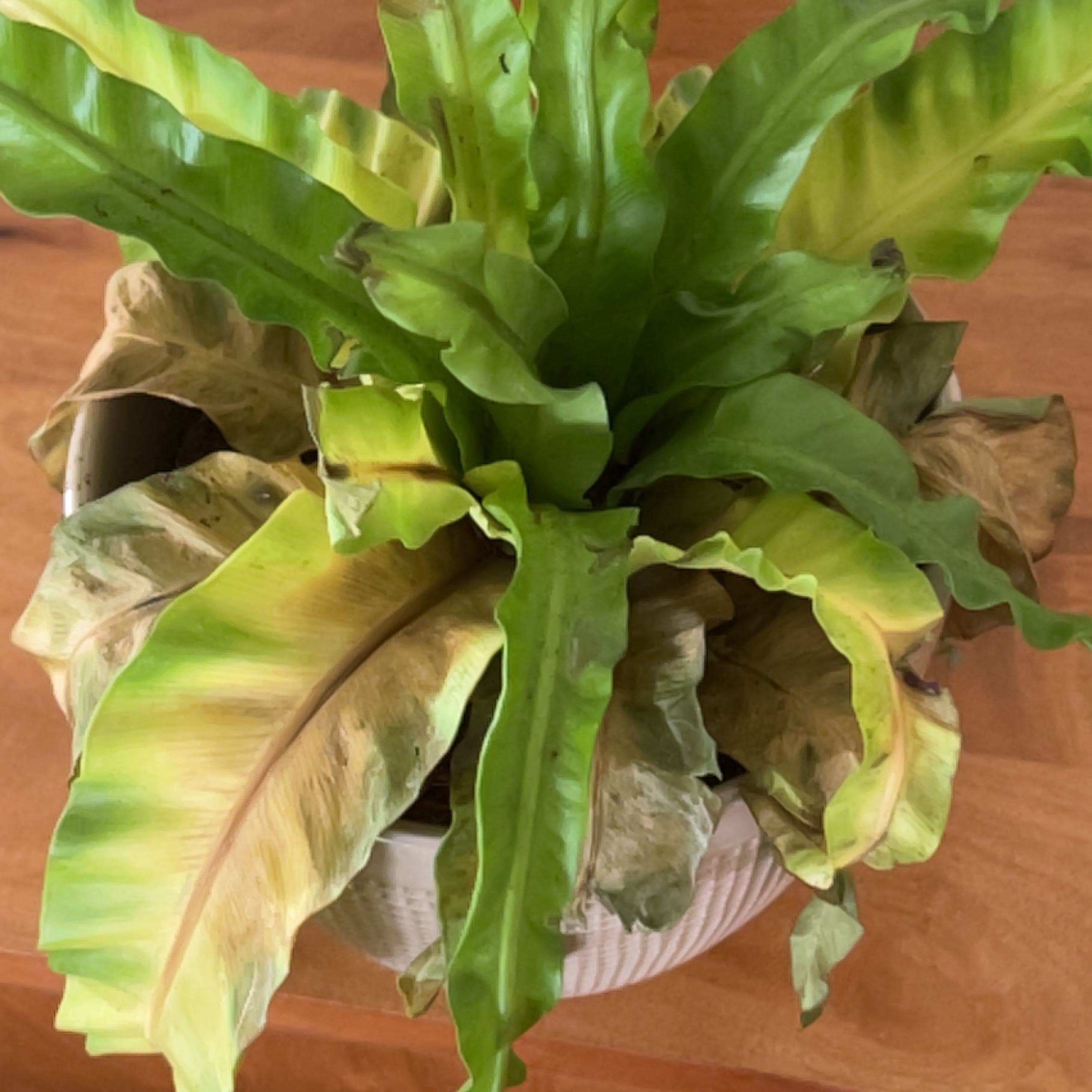 birds nest fern yellow leaves