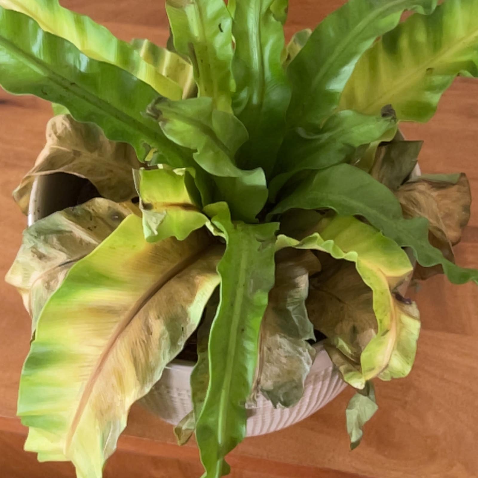 why is my birds nest fern turning yellow