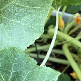 Photo of the plant species Buffalo Gourd by @RegalNoni named Remington on Greg, the plant care app