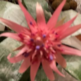 Photo of the plant species Pink Vase Plant by @HelperOgreears named Morgan Treeman on Greg, the plant care app